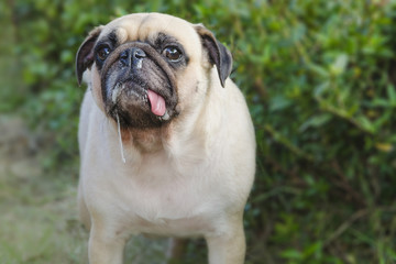 Close-up portrait cute dog puppy pug with saliva and snot by Ton