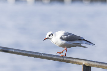 Seagull standing on a metal railing