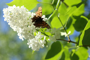 Бабочка на белой сирени