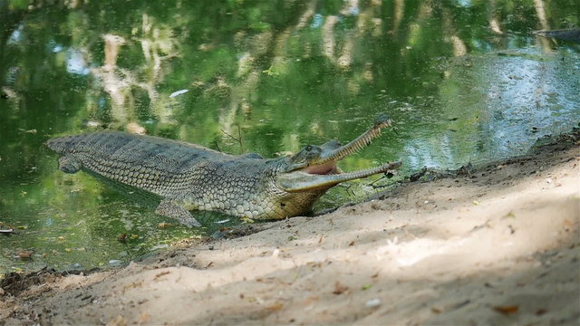 A long-nosed gavialidae crocodile basking by the banks of a still pond in the heat of the Indian sun.