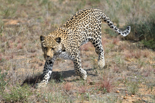Africa. Namibia. leopard