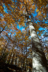 beech forest