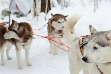 Naklejka premium Two husky dogs on winter landscape. Selective focus