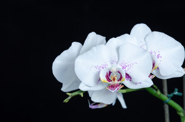 Fototapeta na wymiar White phelanopsis orgchid on black background