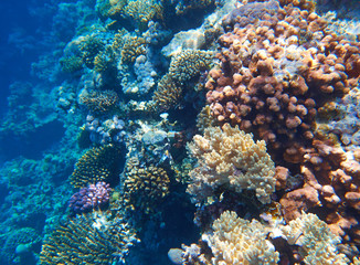 Plakat coral reef