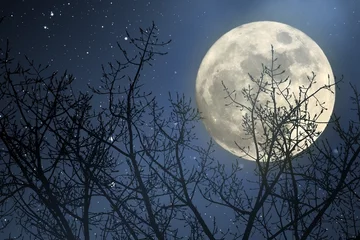 Fotobehang Volle maan en bomen Volle maan nacht