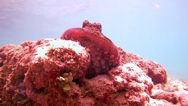 octopus sits on a rock and hide in a hole, Indian Ocean, Hikkaduwa, Sri Lanka, South Asia
