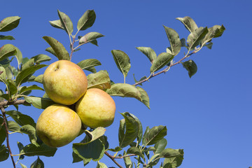 three yellow apples on branch of apple tree in sunlight