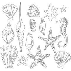 set of sea shells, hand drawn
