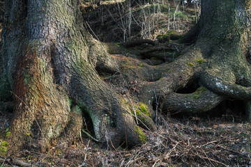 twisted tree roots