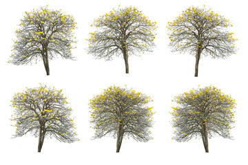 set of golden tree, tabebuia isolated on white background