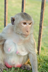 Long-tailed macaque monkey (Crab-eating macaque) in Lopburi prov