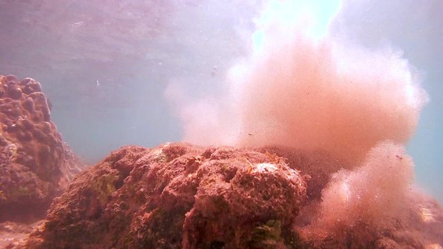 octopus cleans the sand from the tap his hole, Indian Ocean, Hikkaduwa, Sri Lanka, South Asia
