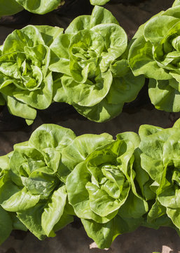 green lettuce in vegetable garden