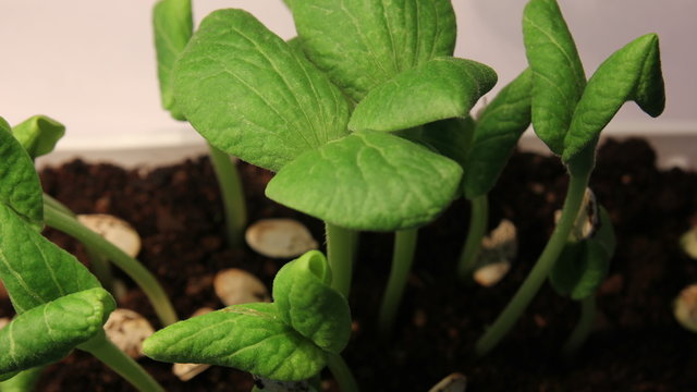 Small Pumpking Plants Growing