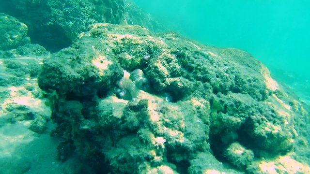 octopus cautiously peeks from his hiding place (top view), Indian Ocean, Hikkaduwa, Sri Lanka, South Asia
