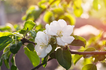 Beautiful blooming trees in spring garden