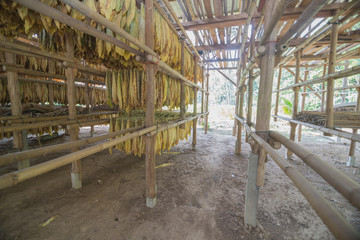 Tobacco curing barns