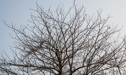 Fototapeta na wymiar Detail of brown tree branches