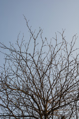 Detail of brown tree branches