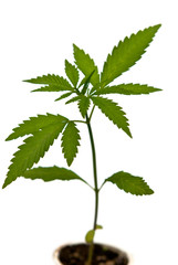 seedling of hemp on the white background