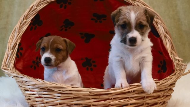 Two puppy jack russell terrier