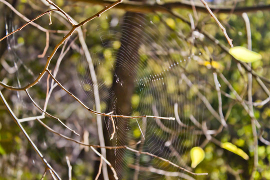 web spider in the forest