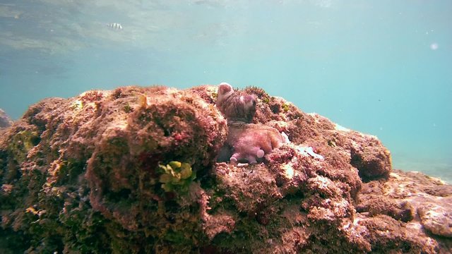 octopus comes out of his hole and sits on a stone (bottom view), Indian Ocean, Hikkaduwa, Sri Lanka, South Asia
