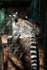 Ring-tailed Lemur (Lemur catta) looks out with big, bright orange eyes and watches from a branch in Madagascar.