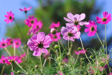 Wiese mit Cosmea