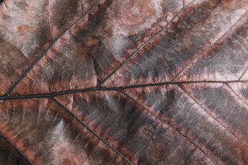 Naklejka na ściany i meble dry brown leaf geometry texture