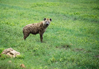 Obraz premium African spotted hyena on Serengeti grasslands