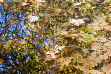leaves over the water and their reflect