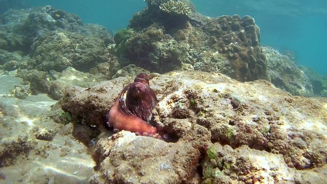 red octopus (Octopus cyanea) sits on a rock next to his new (top view), Indian Ocean, Hikkaduwa, Sri Lanka, South Asia
