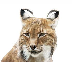 Siberian lynx portrait on white