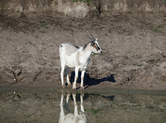 Grey domestic goat standing ashore pond