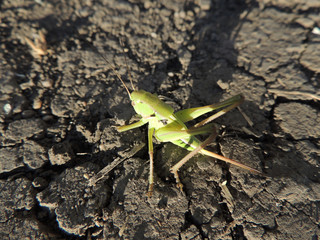 Grasshopper