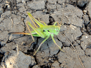 Grasshopper