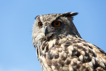 Owl -  bird from the order Strigiformes