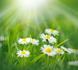 Fototapeta na wymiar Flowers - spring daisy flowers lit by the rays of the spring sun in meadow