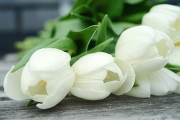 White tulip flowers background