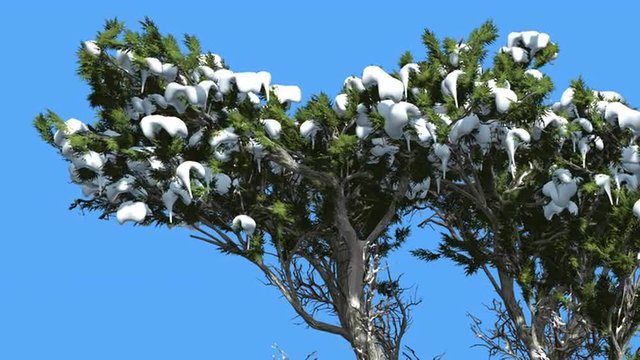 Monterey Cypress Snow on a Branches Coniferous Evergreen Tree is Swaying at The Wind Green Scale-Like Leaves Hesperocyparis Macrocarpa Tree in Windy Day