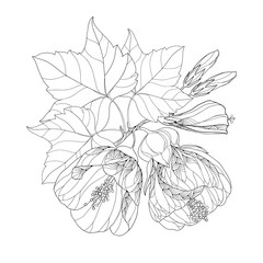 Stem with Abutilon flower, leaf and bud isolated on white background. Floral elements in contour style.