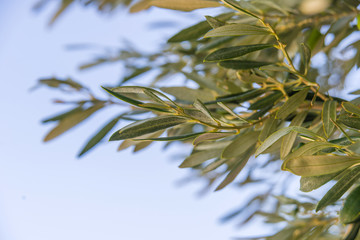 Olive tree in Crete