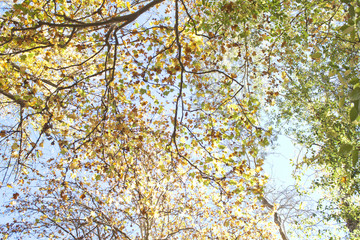 branches full of leaves