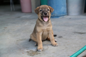 Thai puppy