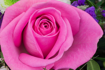 Obraz premium Nahaufnahme Rose