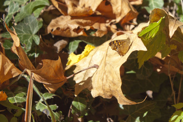 butterfly over leaves