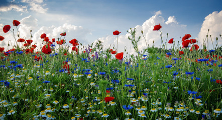 Fototapety  Szczęście , witalność : Wiosenne przebudzenie pachnącą , kolorową wiosenną łąką :)