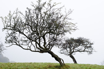 Pair of Hawthorn trees on a foggy,misty day.